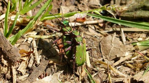 Réf. 203 846 : Cicindela campestris